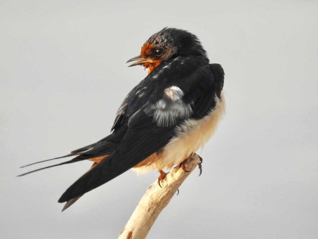 Barn swallow by amyk