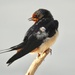 Barn swallow by amyk