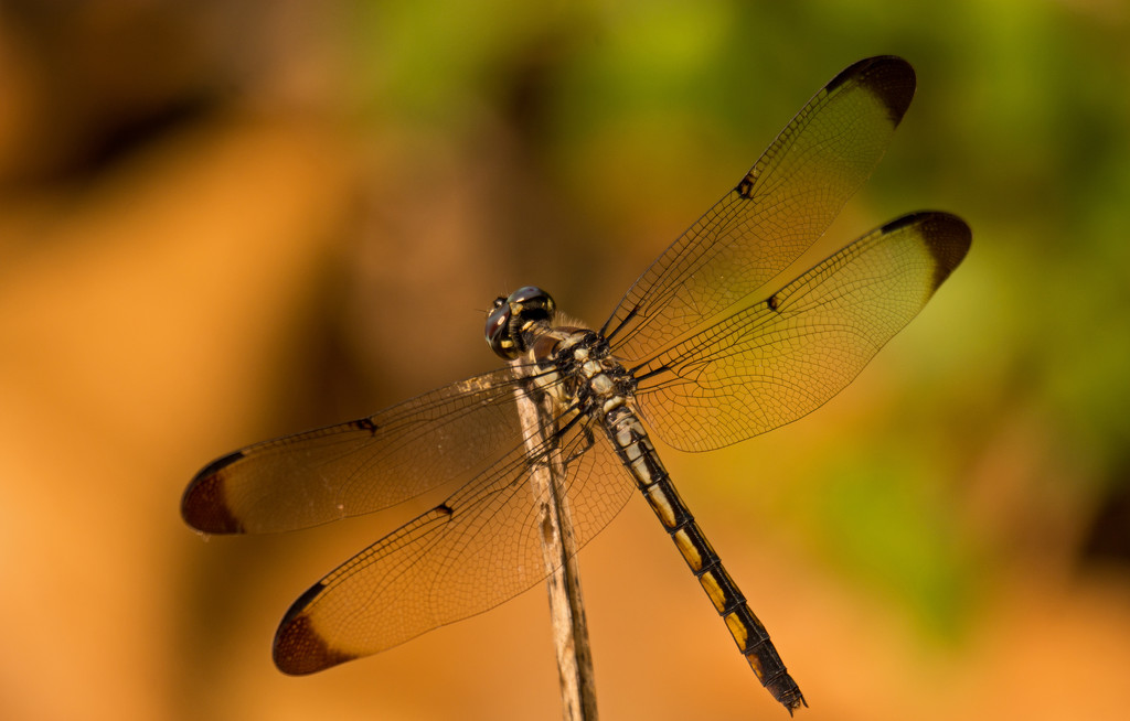 Dragonfly on it's Stick! by rickster549