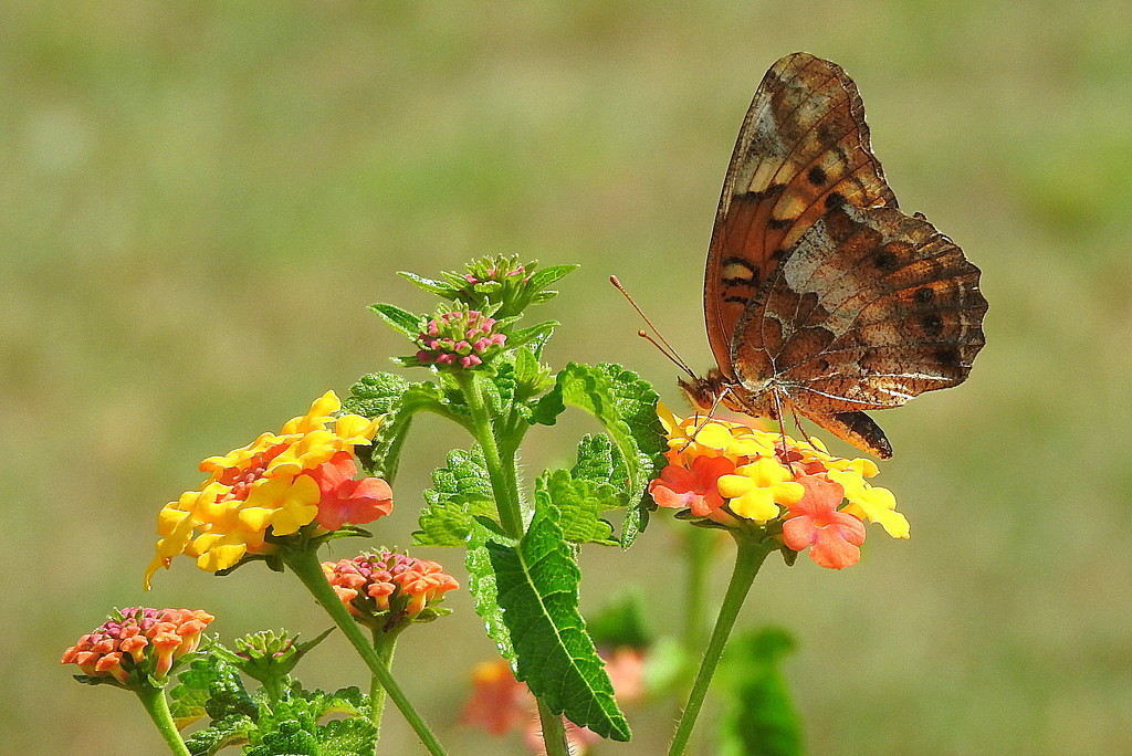 Painted lady by homeschoolmom