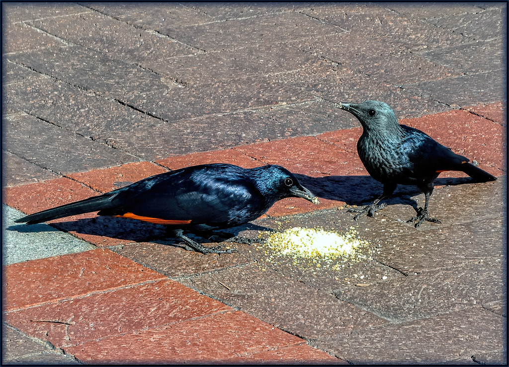 Red-winged Starling couple. by ludwigsdiana