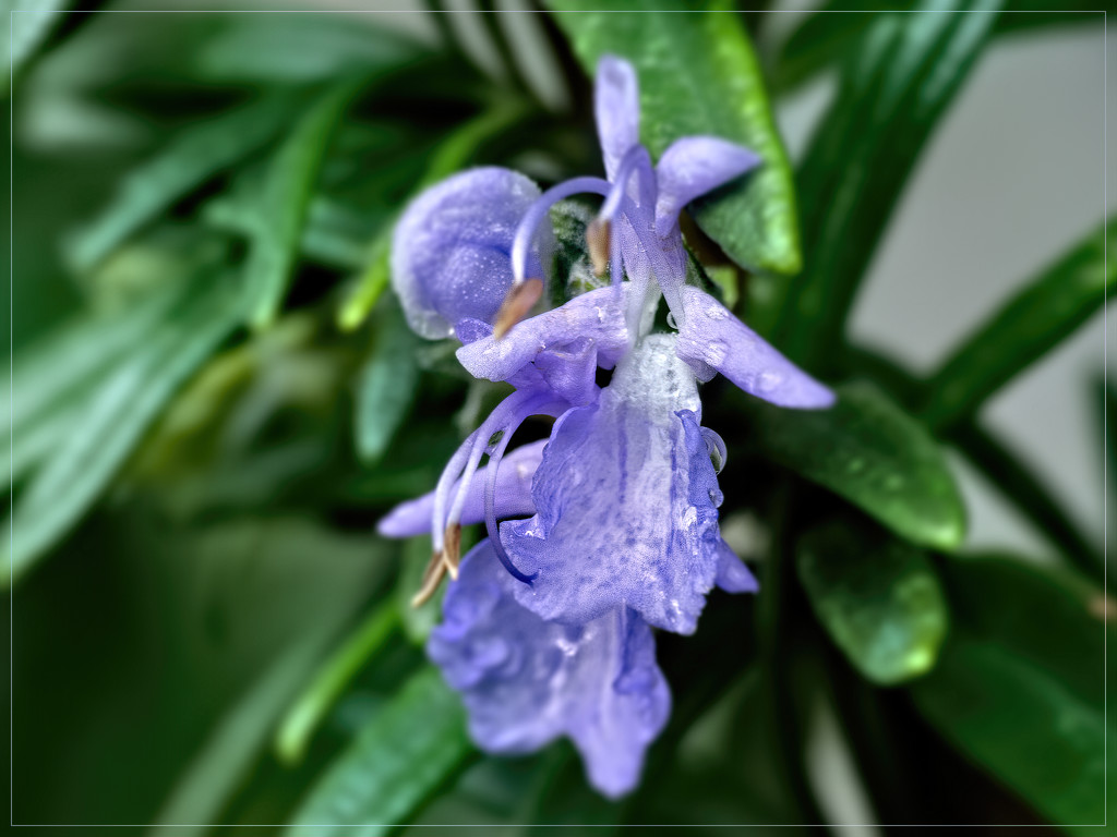 The tiny Rosemary flower. by ludwigsdiana