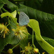 24th Jun 2019 - Holly blue butterfly feeding on lime