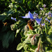 Bees on borage by shannejw
