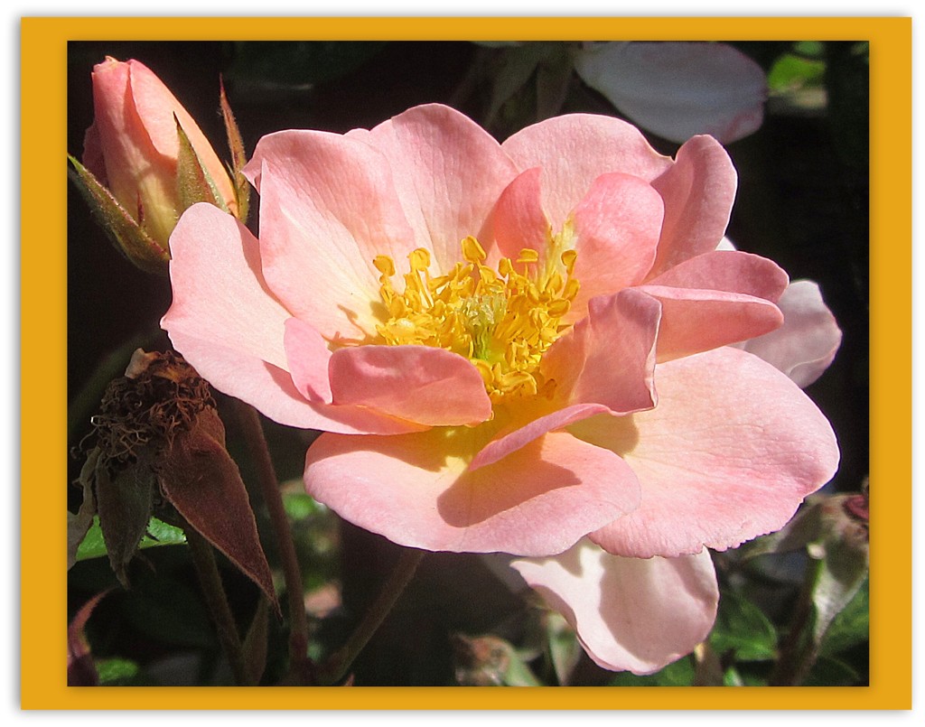 Sunlit pink dog rose. by grace55