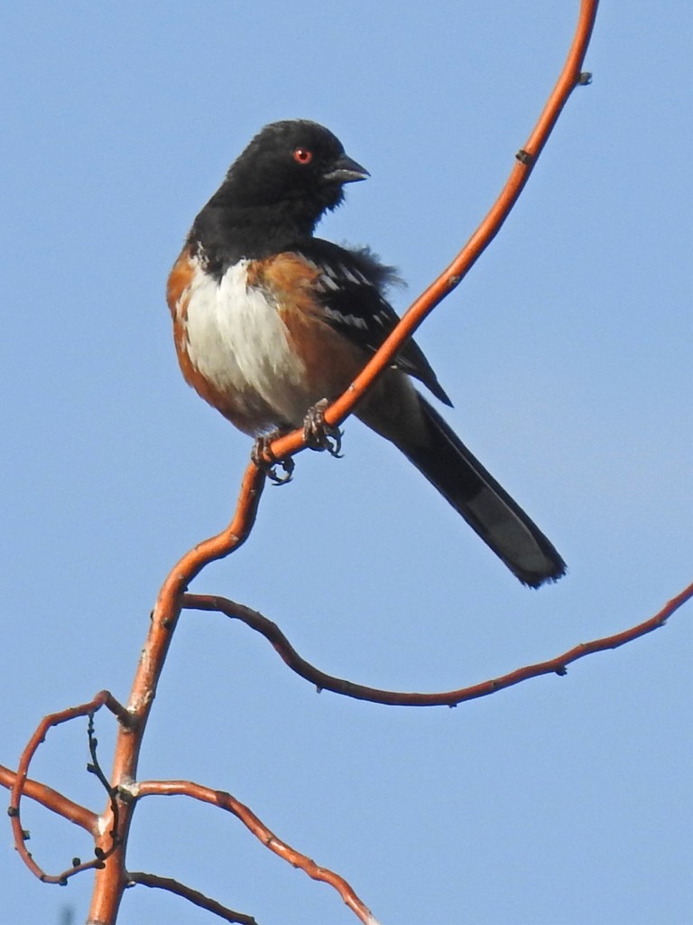 Spotted Towhee by janeandcharlie