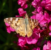 28th Jun 2019 - Painted Lady
