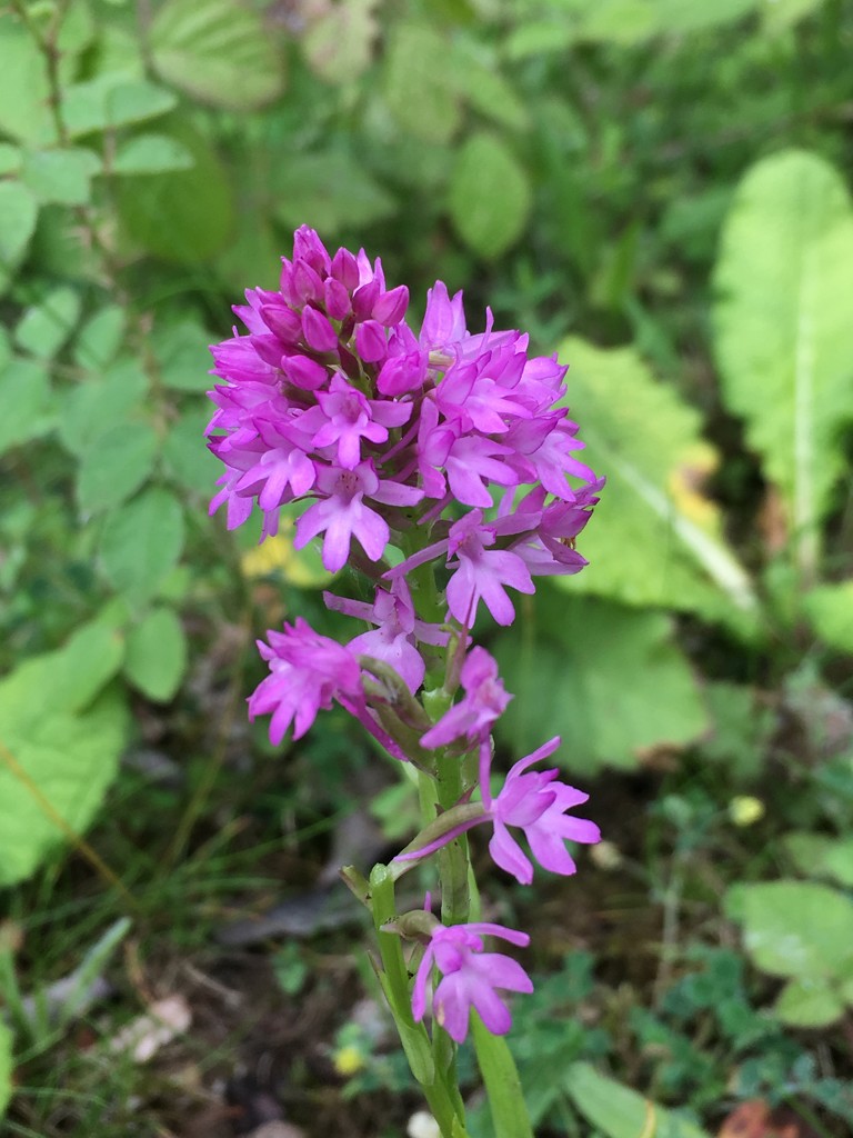 Wild orchid - quite rare apparently by 365anne