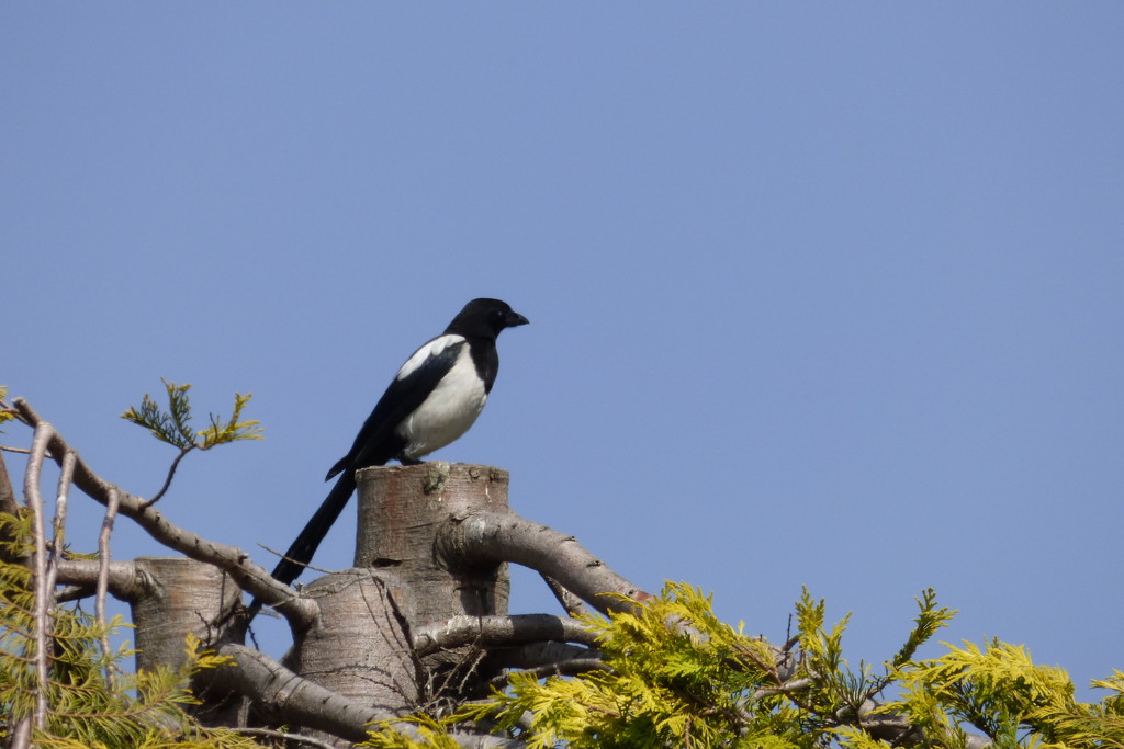Black and white Magpie ,  by beryl