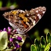 Painted Lady?  by carole_sandford