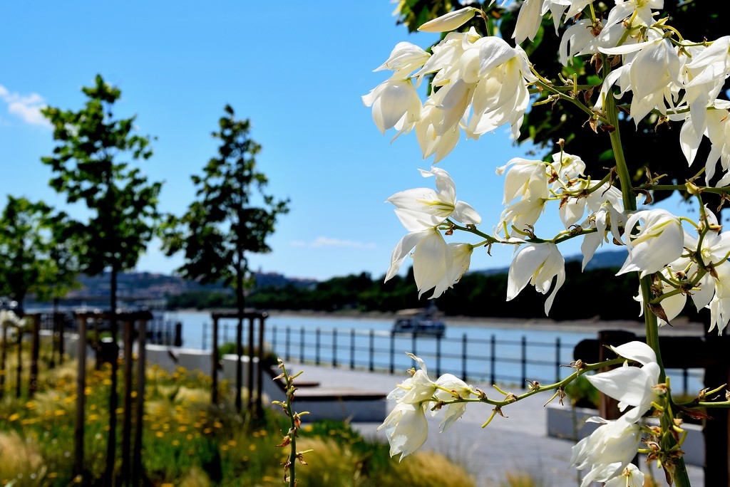 Walk on the banks of the Danube by kork