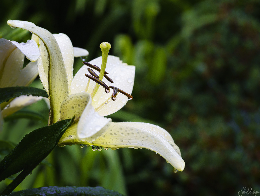 White Lily After the Rain by jgpittenger