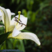 White Lily After the Rain by jgpittenger