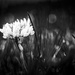 clover in the lawn b&w by jernst1779