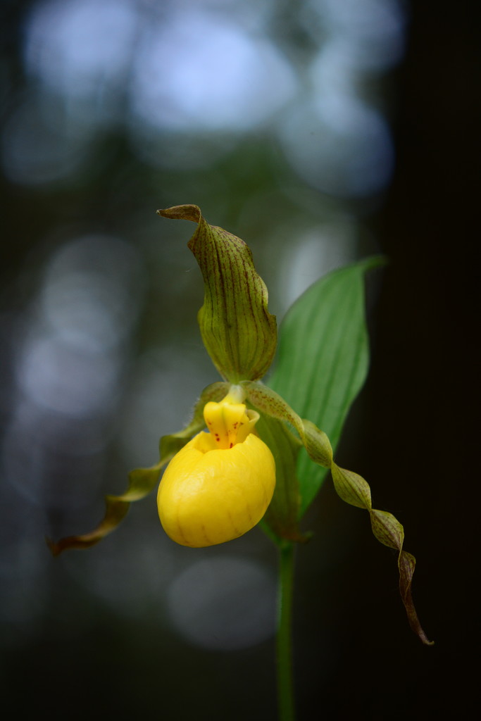 Lady slipper Wild orchid by jayberg