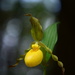 Lady slipper Wild orchid by jayberg