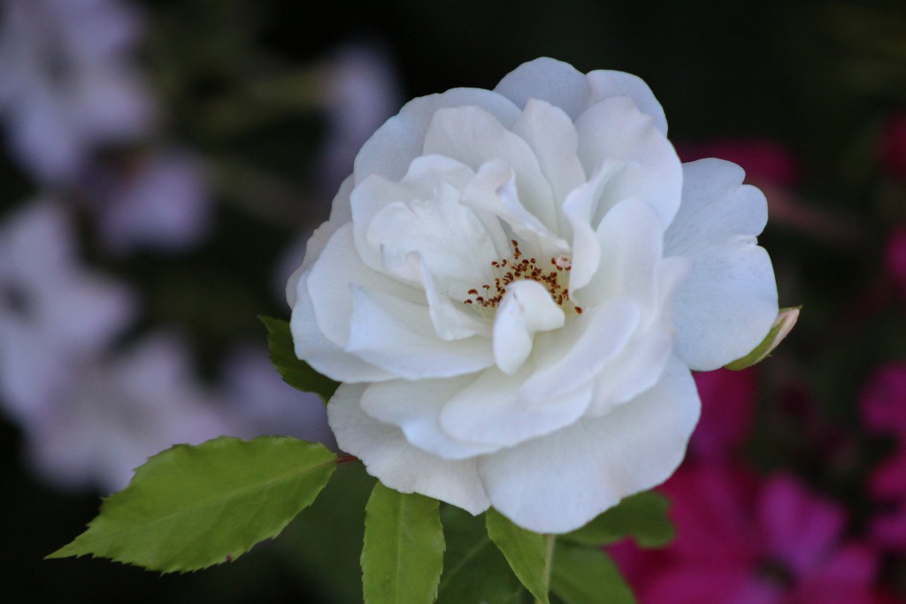 White Climbing Rose by paintdipper