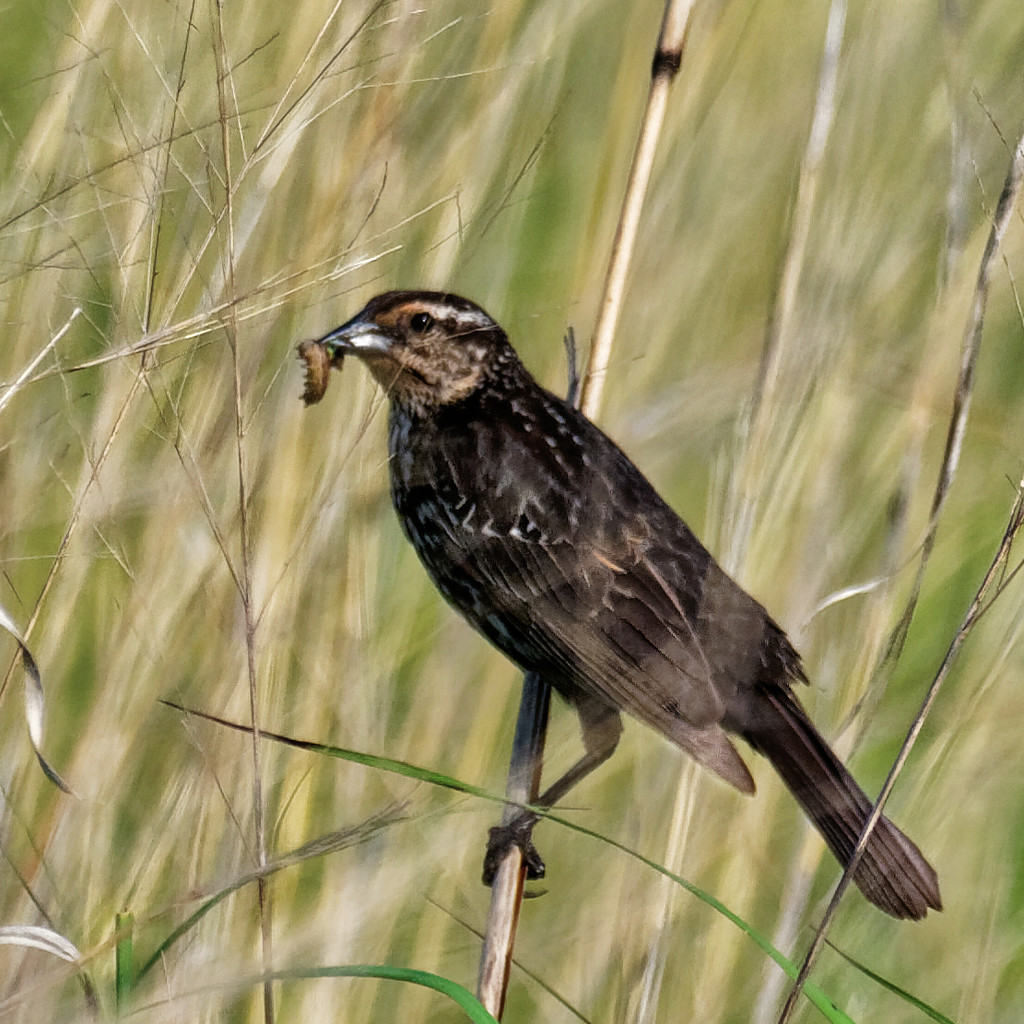 Female red-winged blackbird with grub by rminer