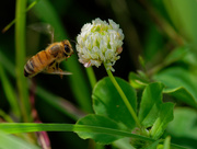 28th Jun 2019 - Honey bee and clover