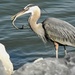 Heron and breakfast by amyk