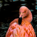 Flamingo Friday '19 13 by stray_shooter