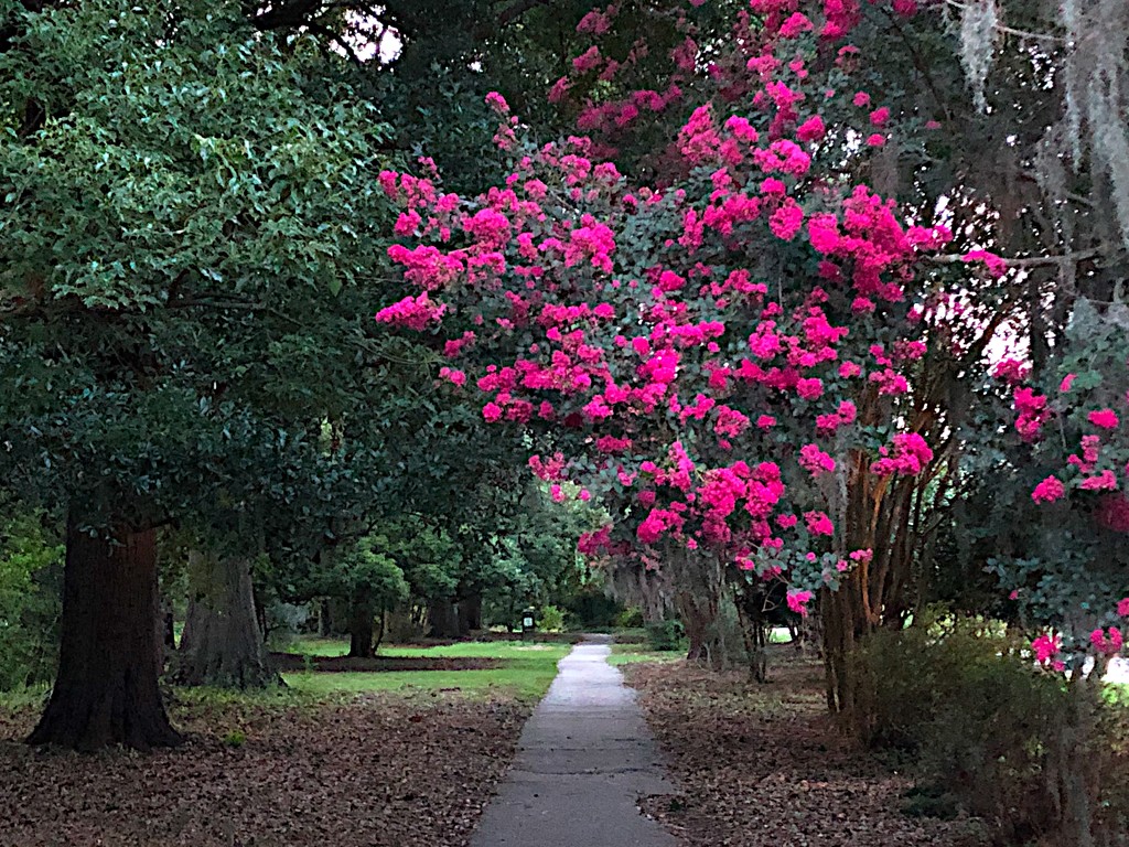 Crepe myrtle at Hampton Park by congaree