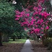 Crepe myrtle at Hampton Park by congaree