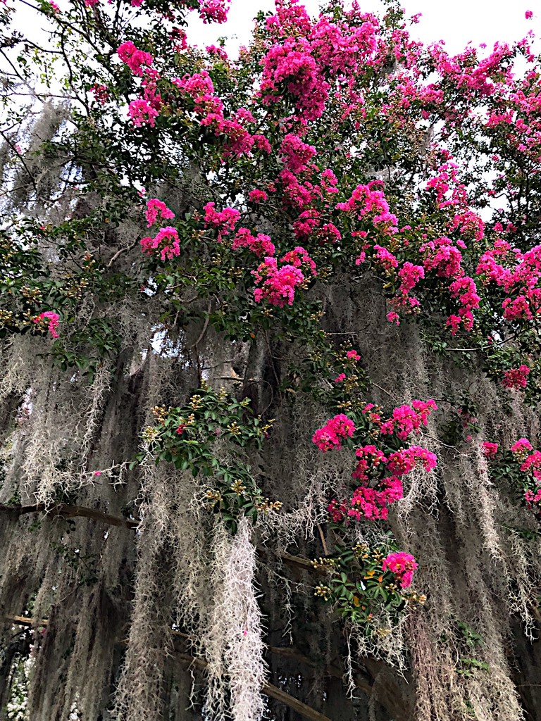 Crepe myrtle and Spanish moss by congaree