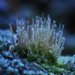 Frosted moss macro by maureenpp