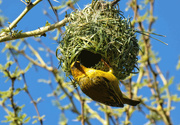 29th Jun 2019 - GIF Weaver building his nest.  