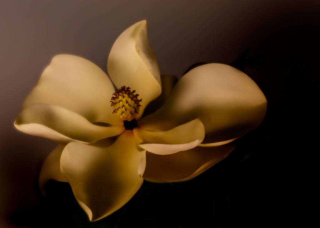 From my mom’s magnolia  by samae