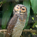 Owl by ianjb21