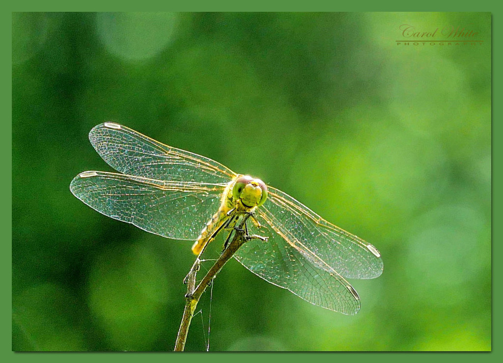 Dragonfly by carolmw