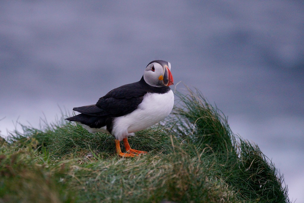 ANOTHER PUFFIN by markp