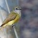 White throated Gerygone by judithdeacon