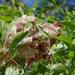  Green Ant nest by judithdeacon