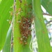  start of Green Ant nest by judithdeacon