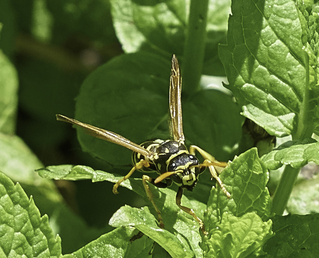 Wasp! by gardencat