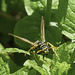 Wasp! by gardencat