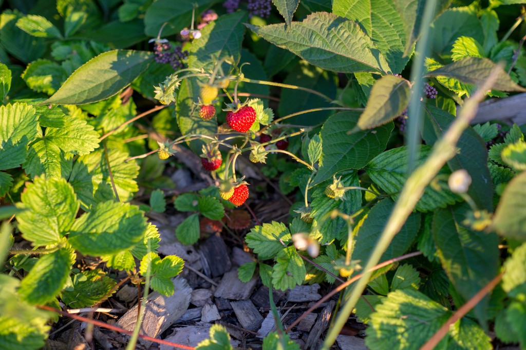 The strawberry grows underneath the nettle by cristinaledesma33