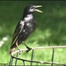 Will I be cooler if I keep my beak open? by rosiekind