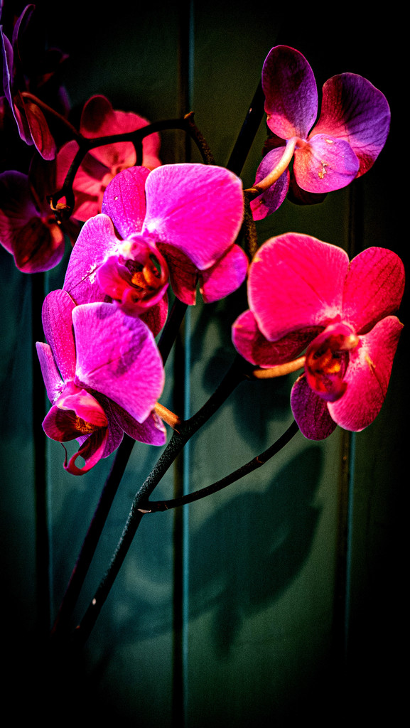 Pink Orchids by frequentframes
