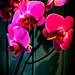 Pink Orchids by frequentframes