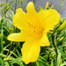 Yellow Daylily by yogiw