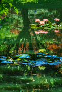 28th Jun 2019 - Reflections on Water Lillies