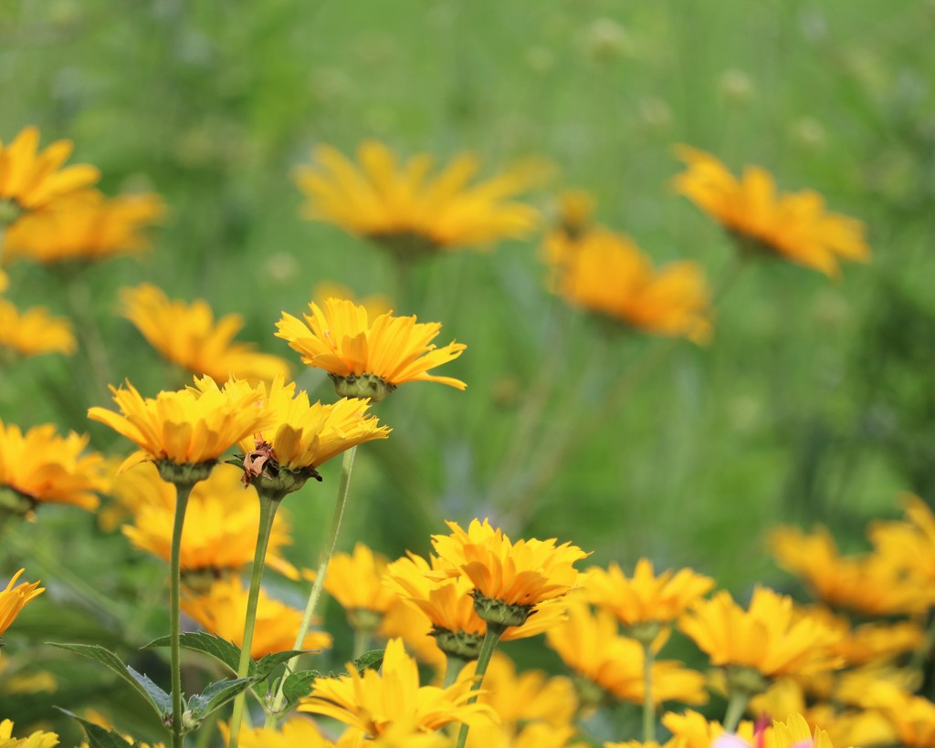 June  29: Coreopsis by daisymiller