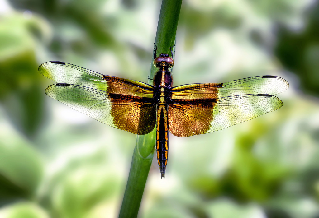 Dragonfly  by tosee