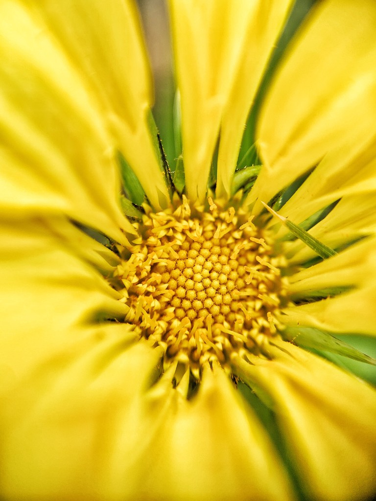 Macro flower.  by cocobella
