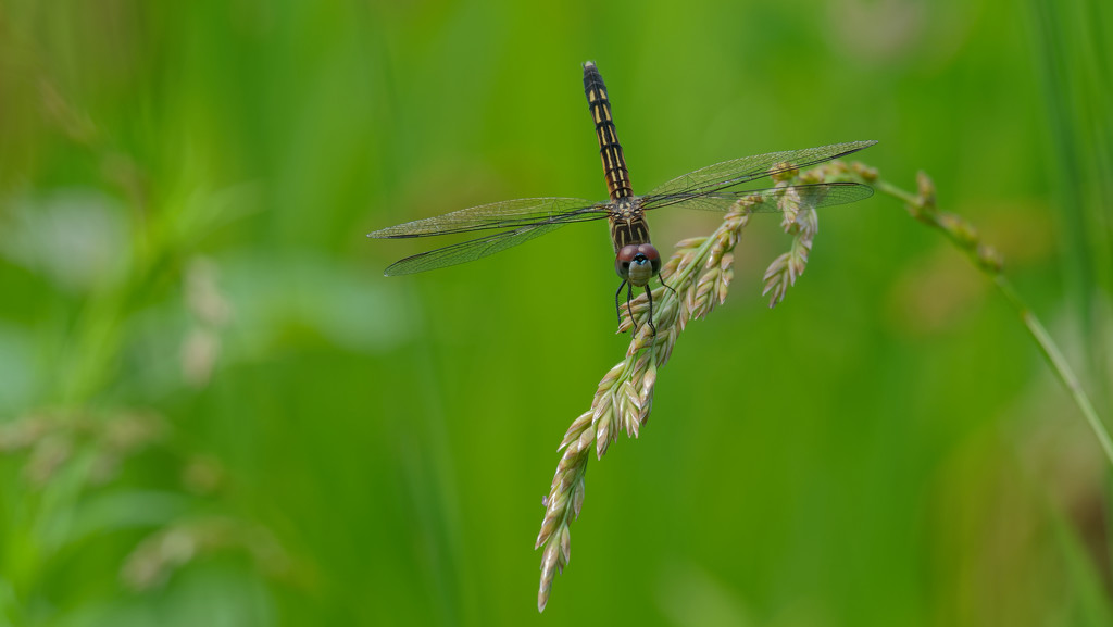 Common Baskettail Dragonfly by rminer