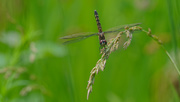 29th Jun 2019 - Common Baskettail Dragonfly